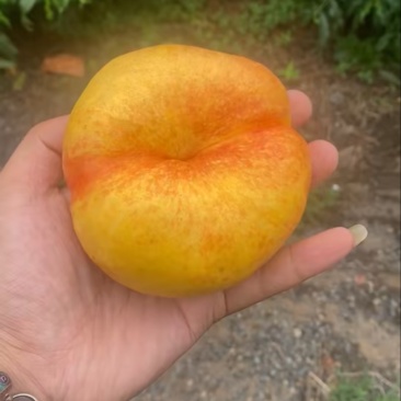 油蟠九