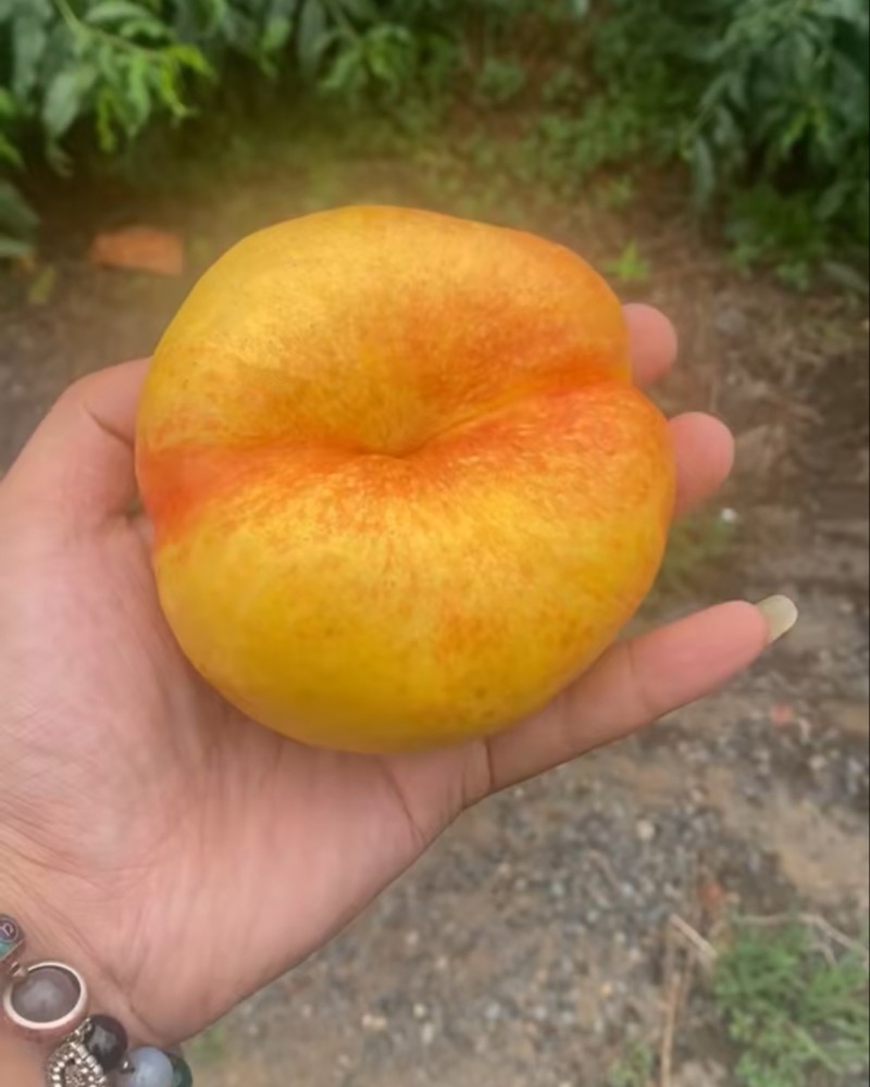 油蟠九