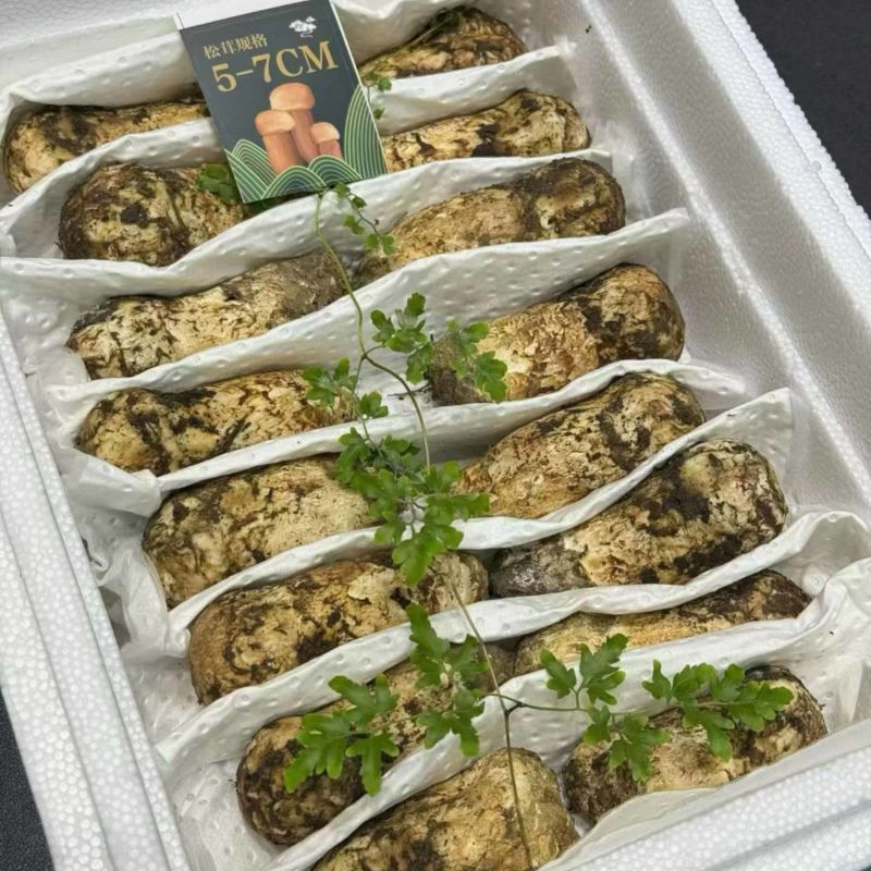 雅江松茸