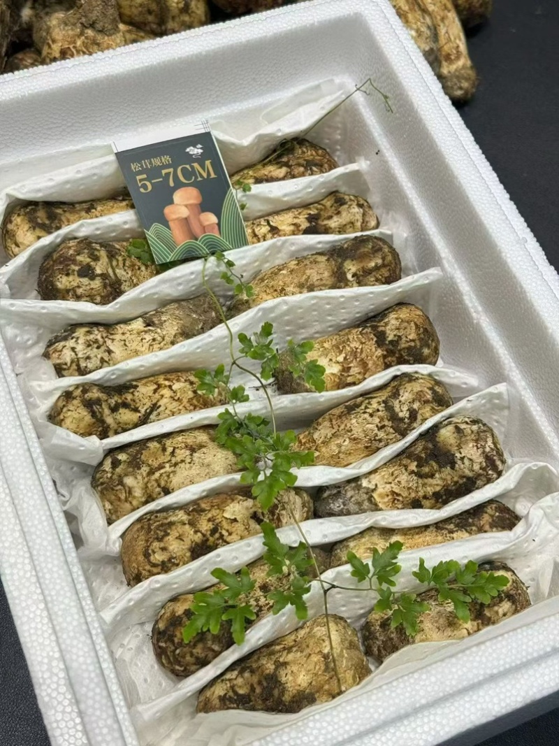 雅江松茸