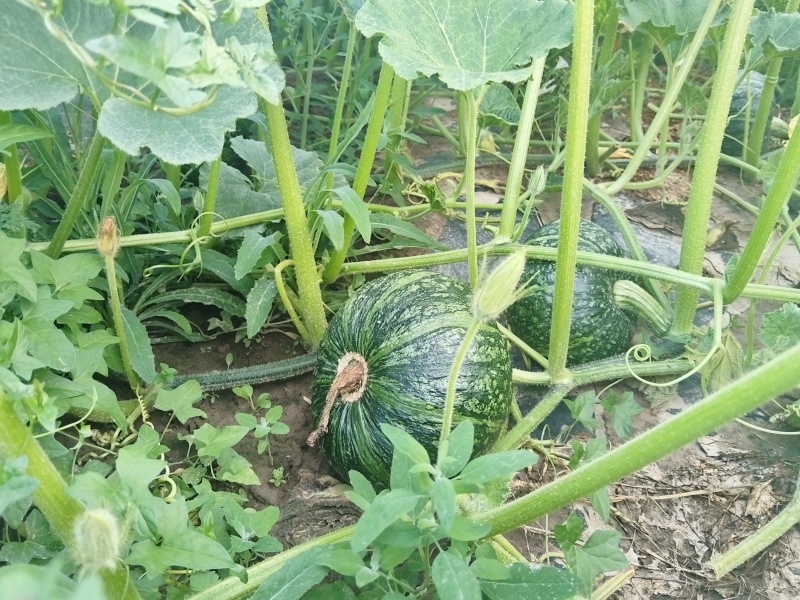 静宁南瓜