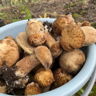 吉林延边朝鲜族自治州大腿蘑菇🍄