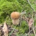 吉林延边朝鲜族自治州大腿蘑菇🍄
