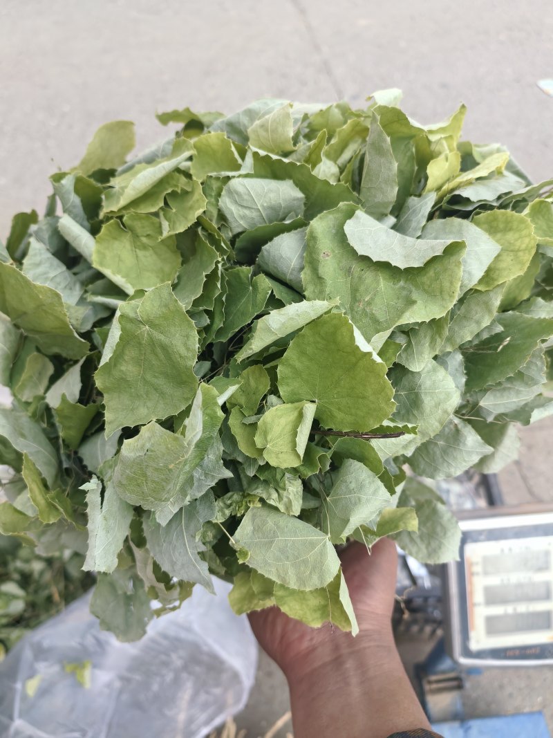 甘肃小叶淫羊藿