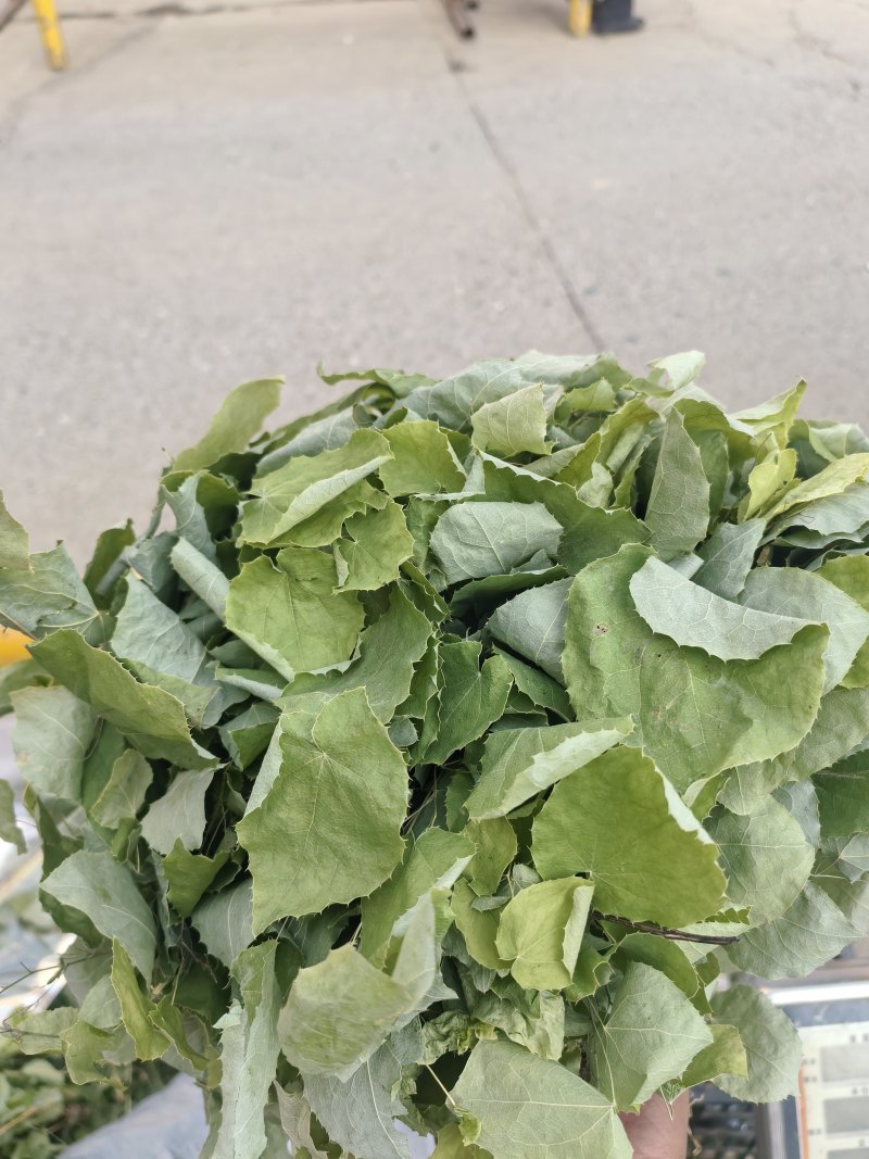 甘肃小叶淫羊藿