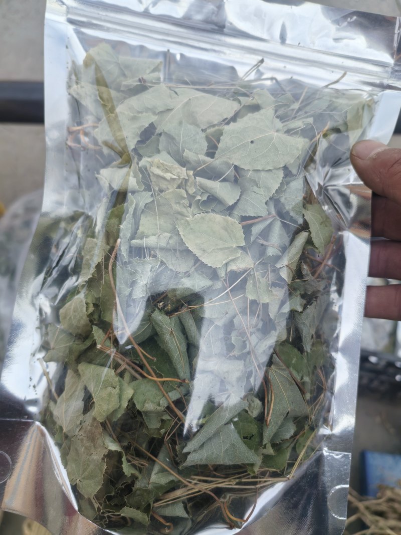 甘肃小叶淫羊藿