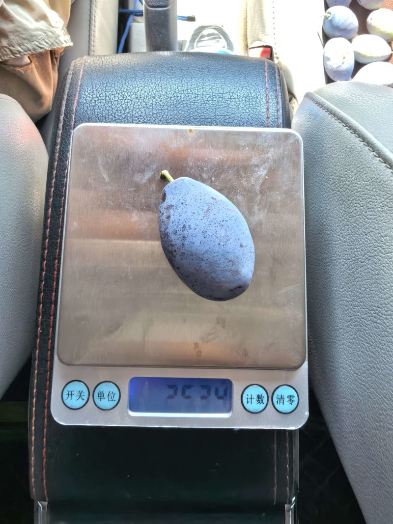陕西法兰西西梅李子，西梅大量上市供应中，口感好，耐运输