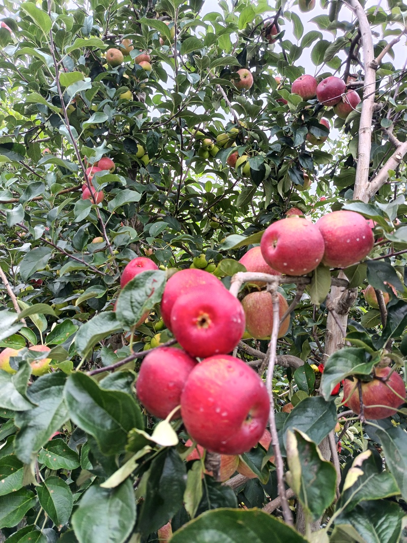 红露华硕苹果，产地直发品质保证，诚信第一。