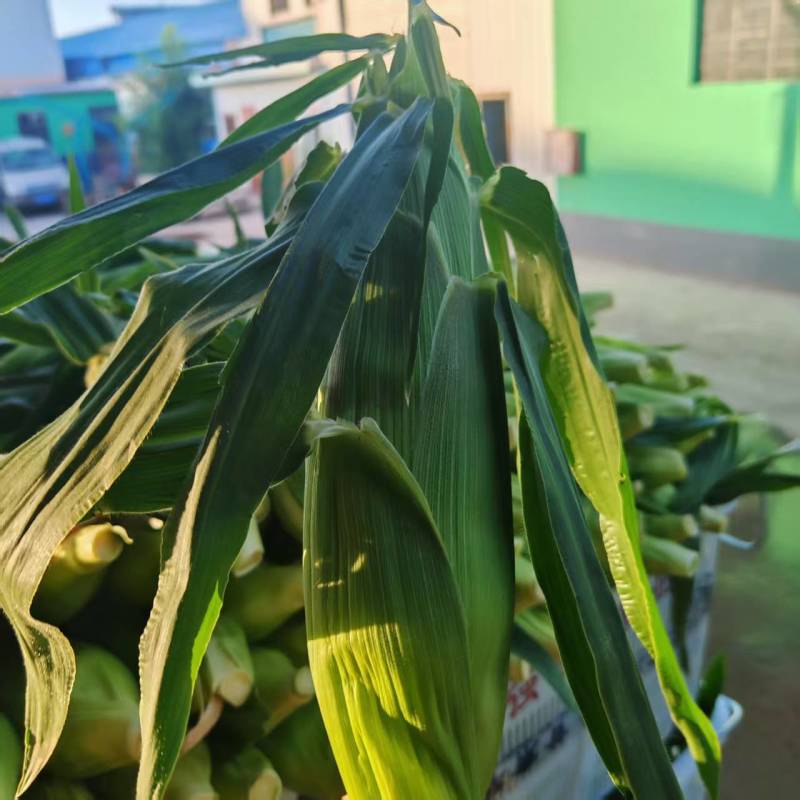 兰州白加黄双色水果玉米高原现摘产地直发鲜食甜玉米整车