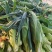兰州白加黄双色水果玉米高原现摘产地直发鲜食甜玉米整车