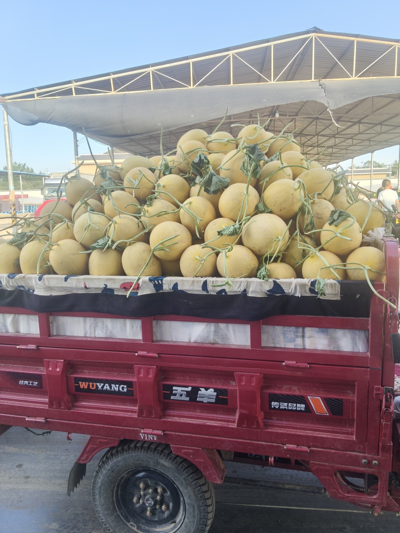甘肃武威民勤金色年华头茬蜜瓜一级亮货
