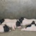 香猪仔猪四川巴马香猪仔猪长速慢肉更好养殖技术