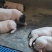 香猪仔猪四川巴马香猪仔猪长速慢肉更好养殖技术