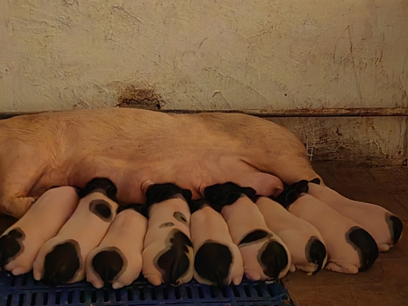 香猪仔猪四川巴马香猪仔猪长速慢肉更好养殖技术