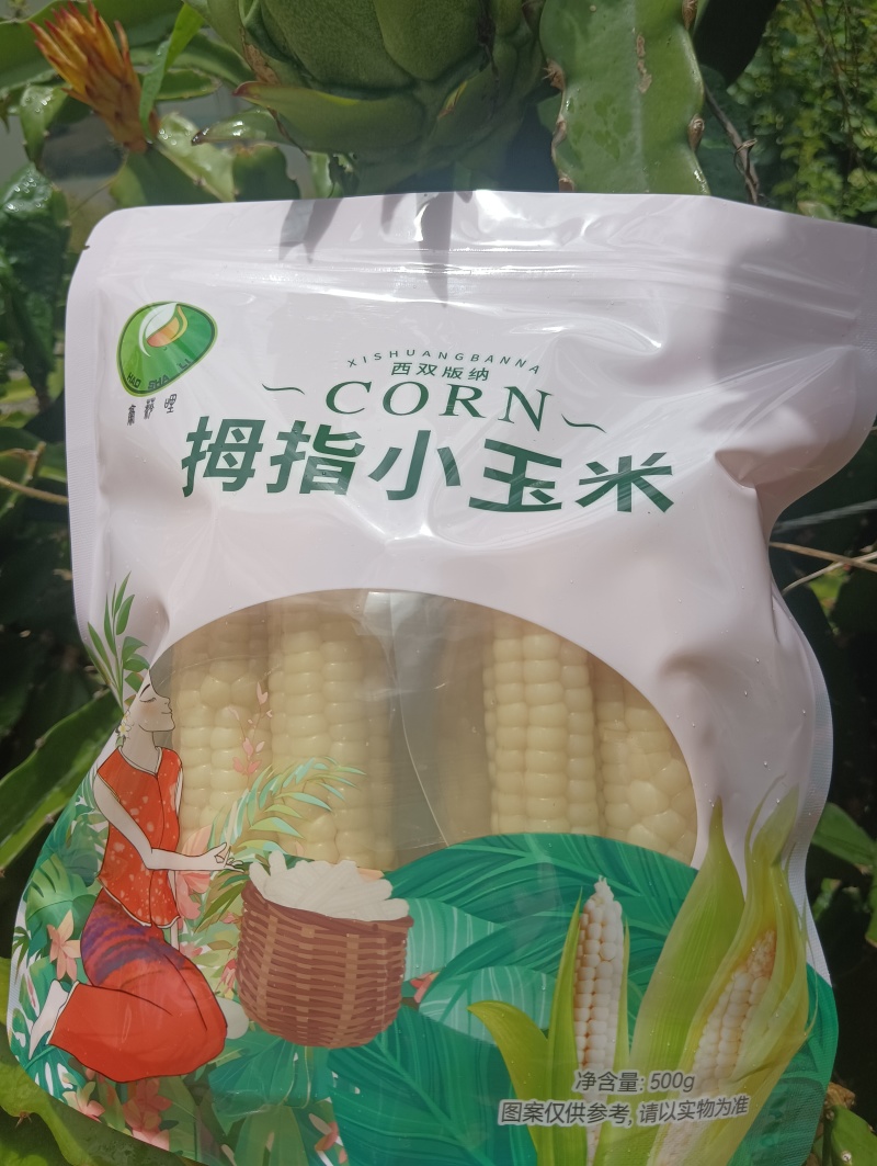 电话联系西双版纳拇指玉米一件代发