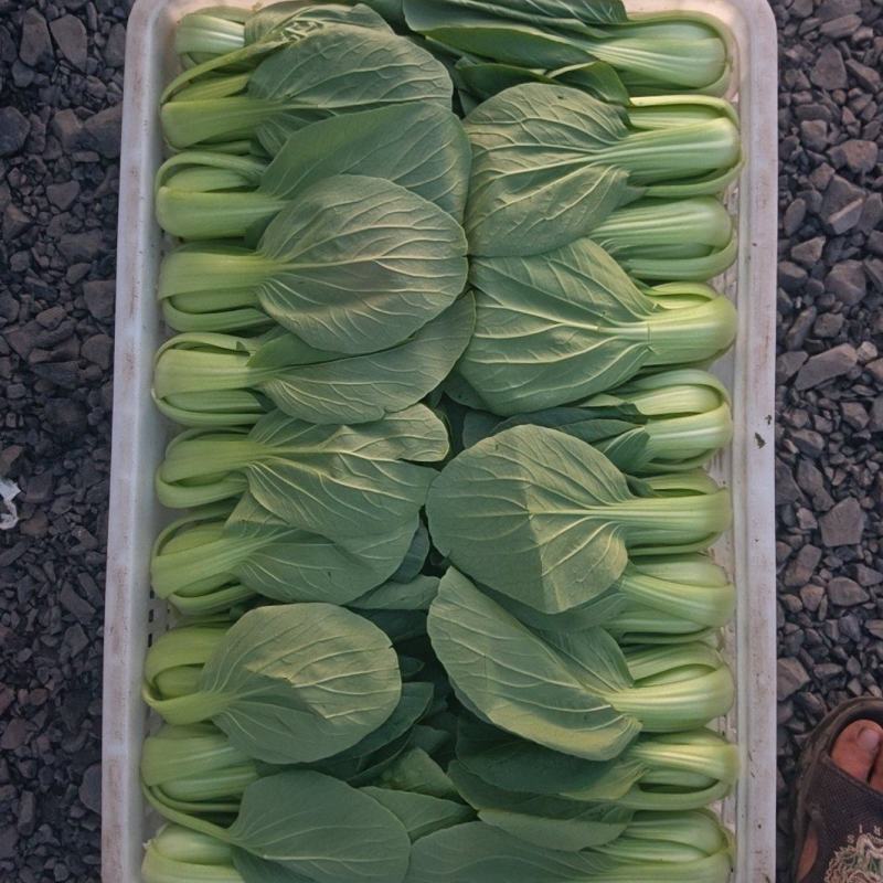 精品油菜，山西大同叶菜基地，产地一手货源，