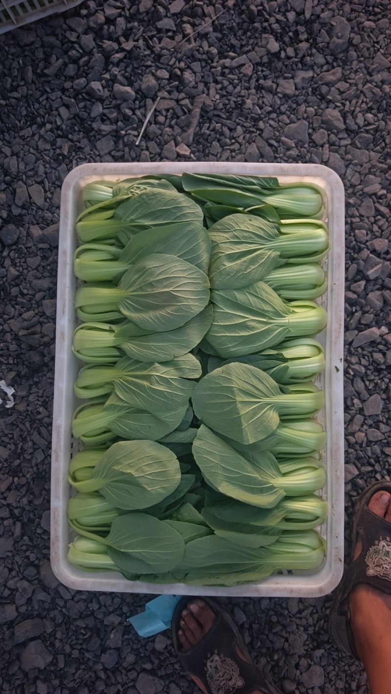 精品油菜，山西大同叶菜基地，产地一手货源，