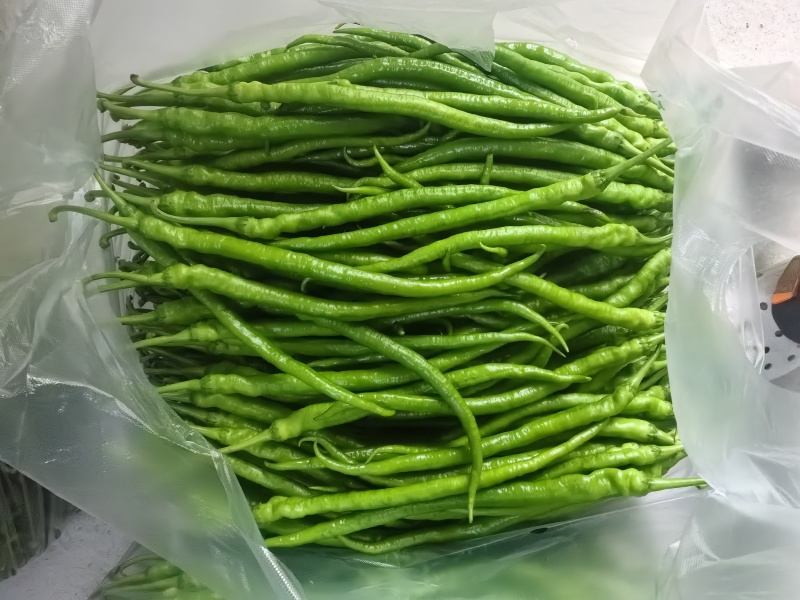 高山线椒；芜湖椒