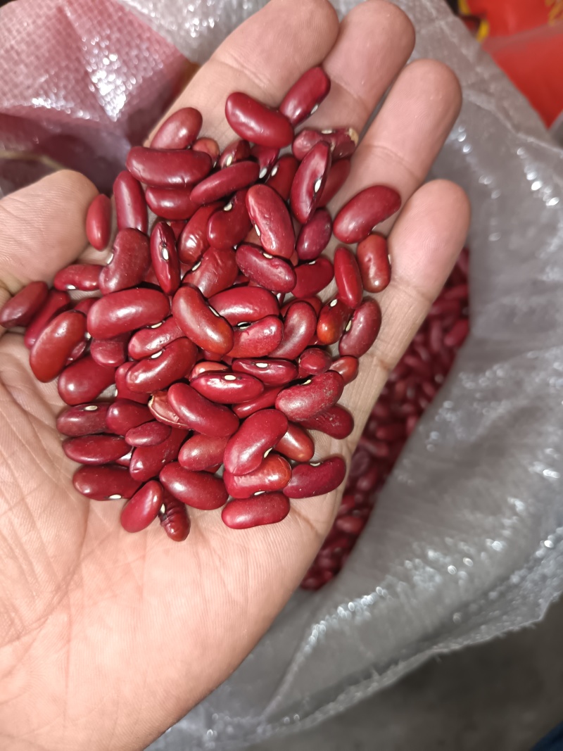芸豆红芸豆长粒红豆食品八宝粥原料红芸豆