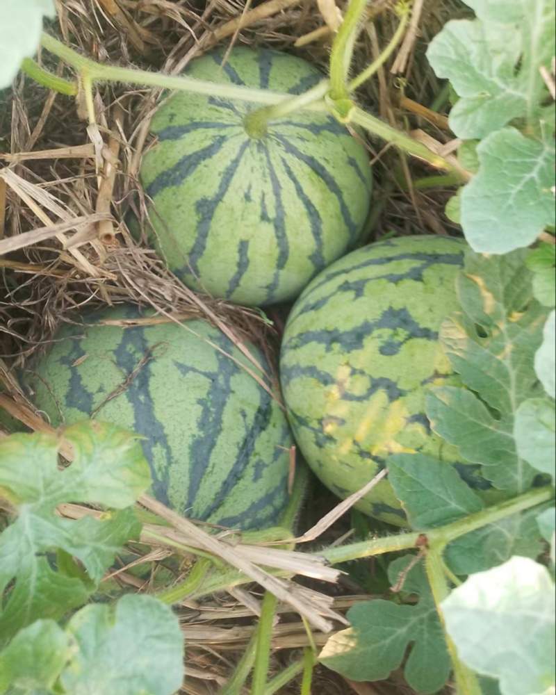 西瓜0.3元起安徽淮南凤台产地批量走货