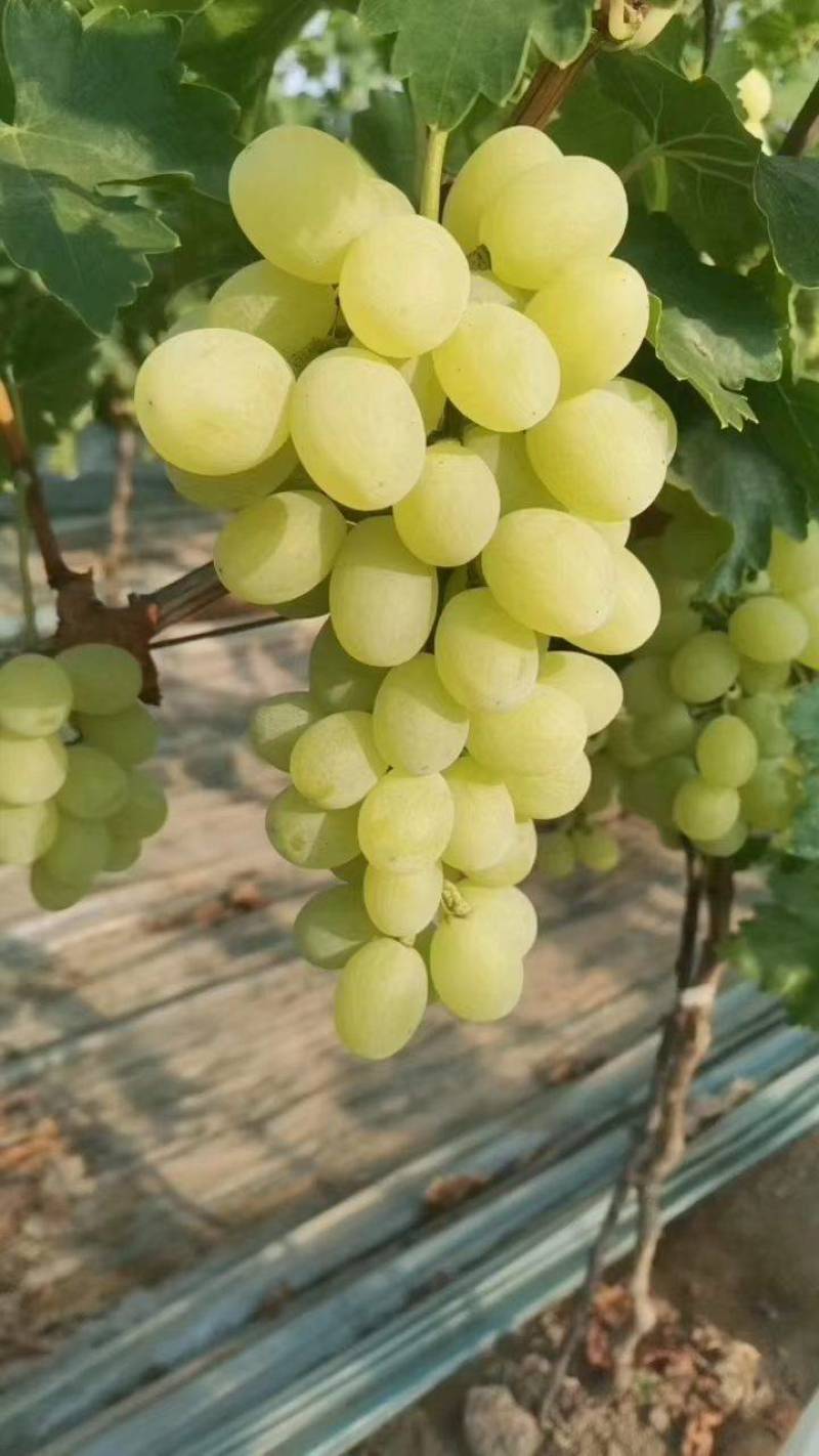 青堤葡萄钢结构大棚金蜜葡萄