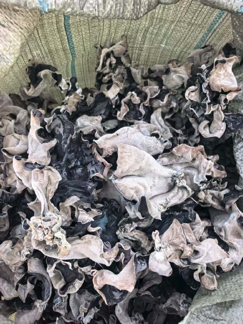 电商丝无根头茬木耳丝长丝去根挖洞木耳丝电商木耳丝品质保证