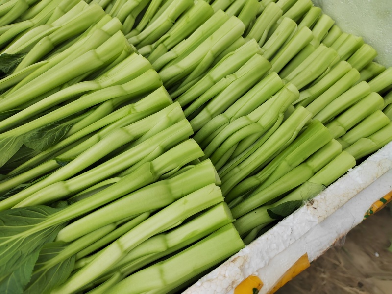 甜菜心大量有货