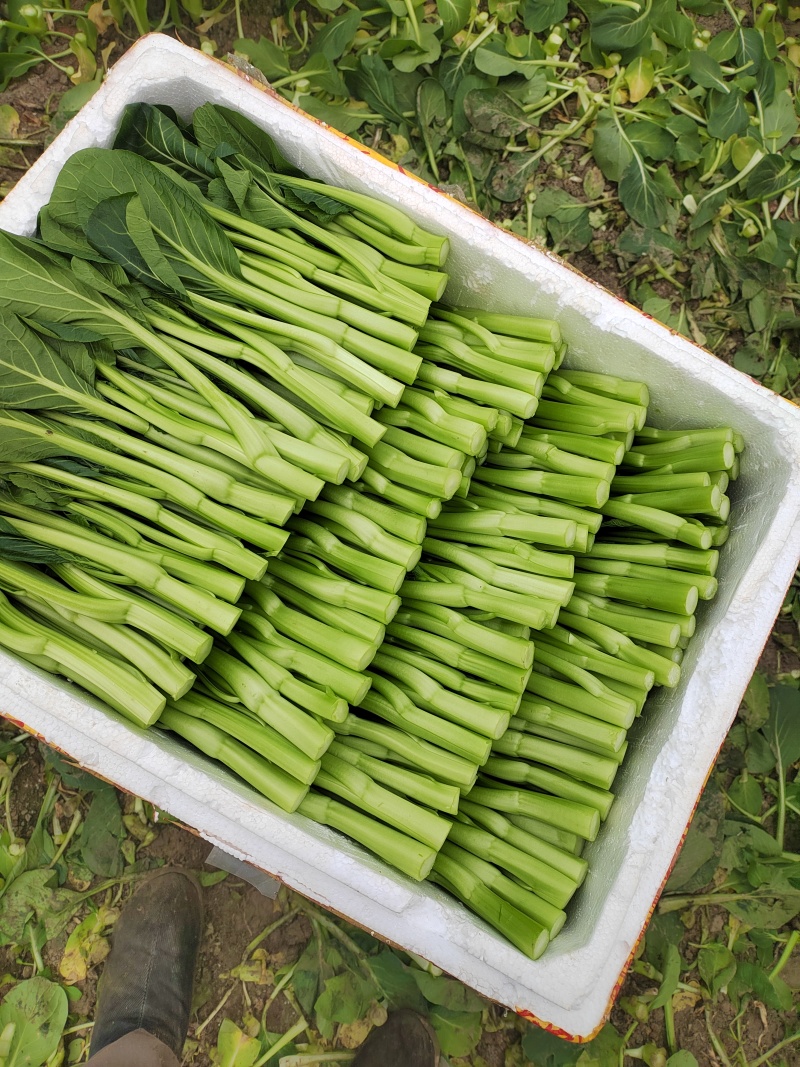 甜菜心大量有货