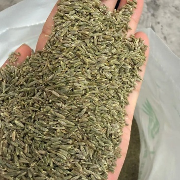 新疆吐鲁番托克逊产区优质孜然含油量高精品新货货源稳定