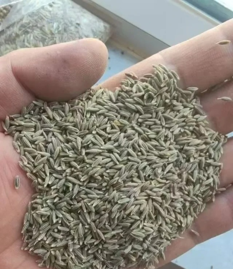 新疆吐鲁番托克逊产区优质孜然含油量高精品新货货源稳定