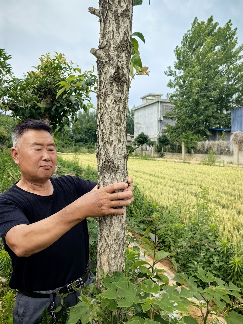 精品高杆桂花树（橡皮朱砂，玉桂））
