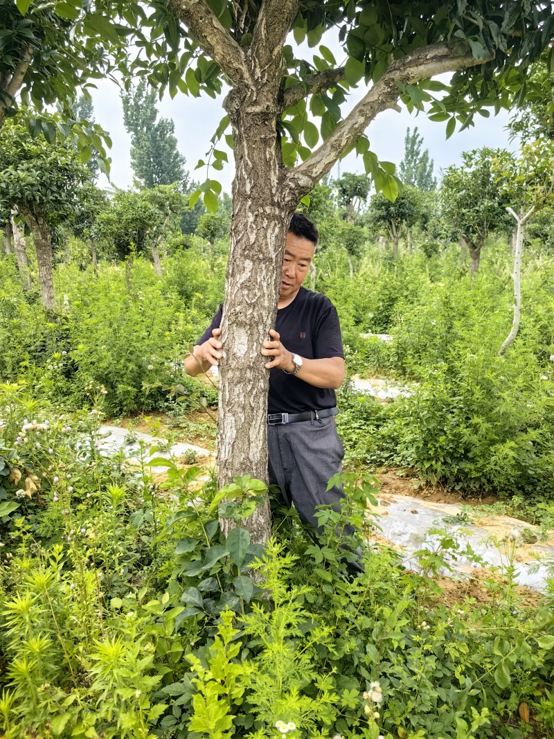 精品高杆桂花树（橡皮朱砂，玉桂））