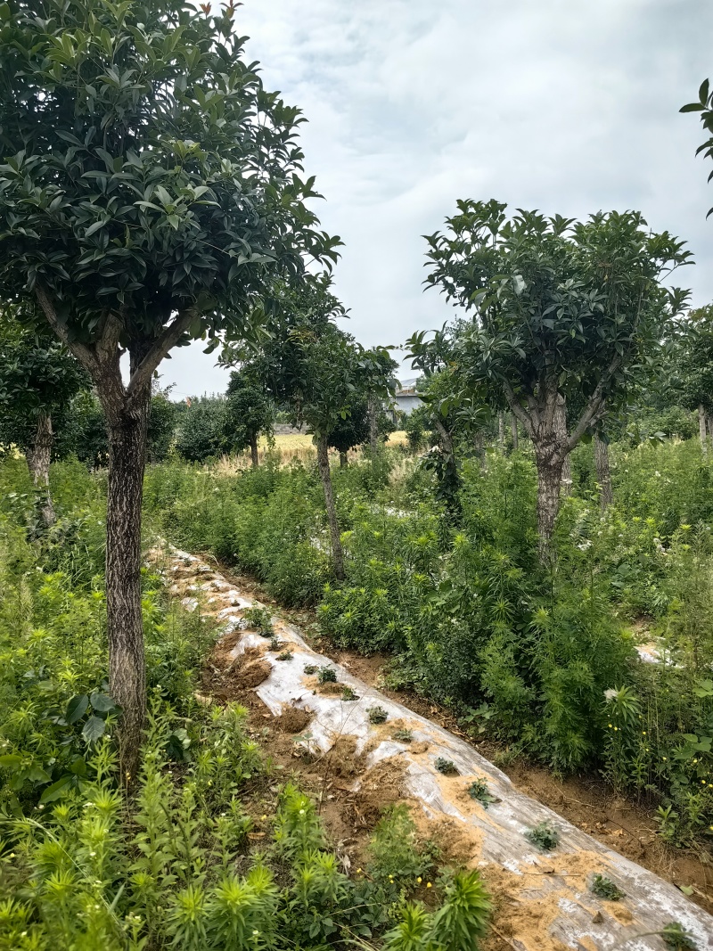 精品高杆桂花树（橡皮朱砂，玉桂））
