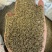 新疆吐鲁番托克逊产区优质孜然含油量高精品新货货源稳定