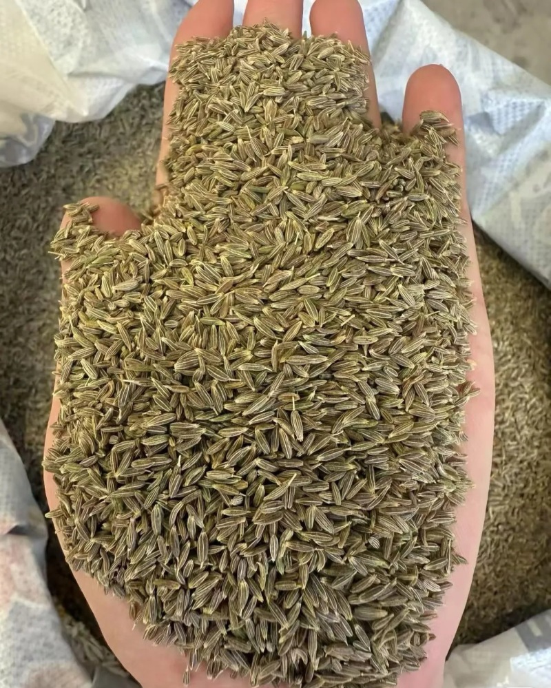 新疆吐鲁番托克逊产区优质孜然含油量高精品新货货源稳定