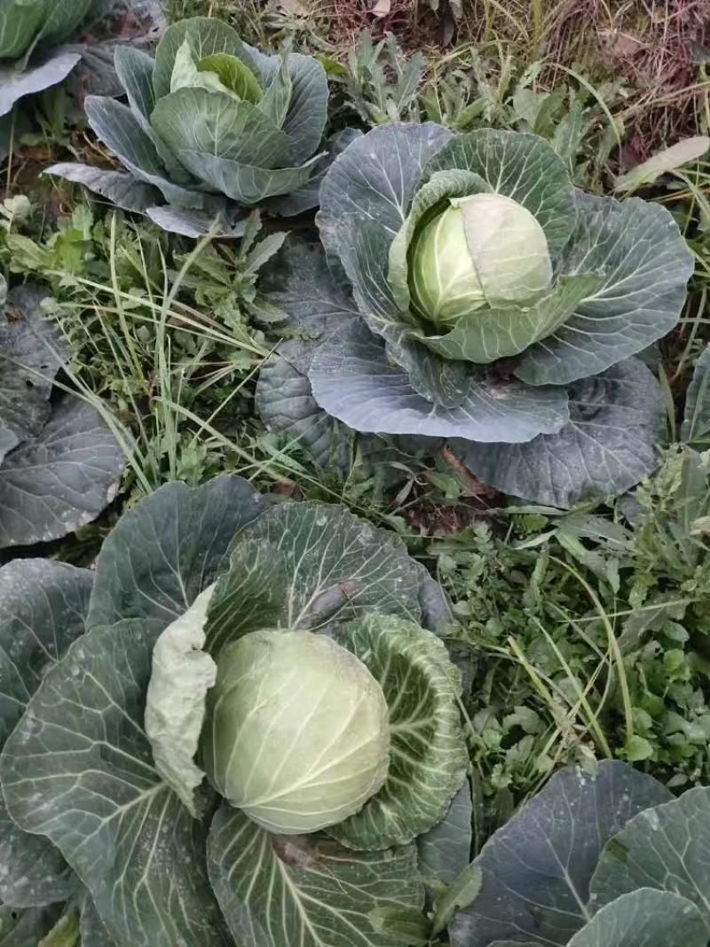 精品莲花白