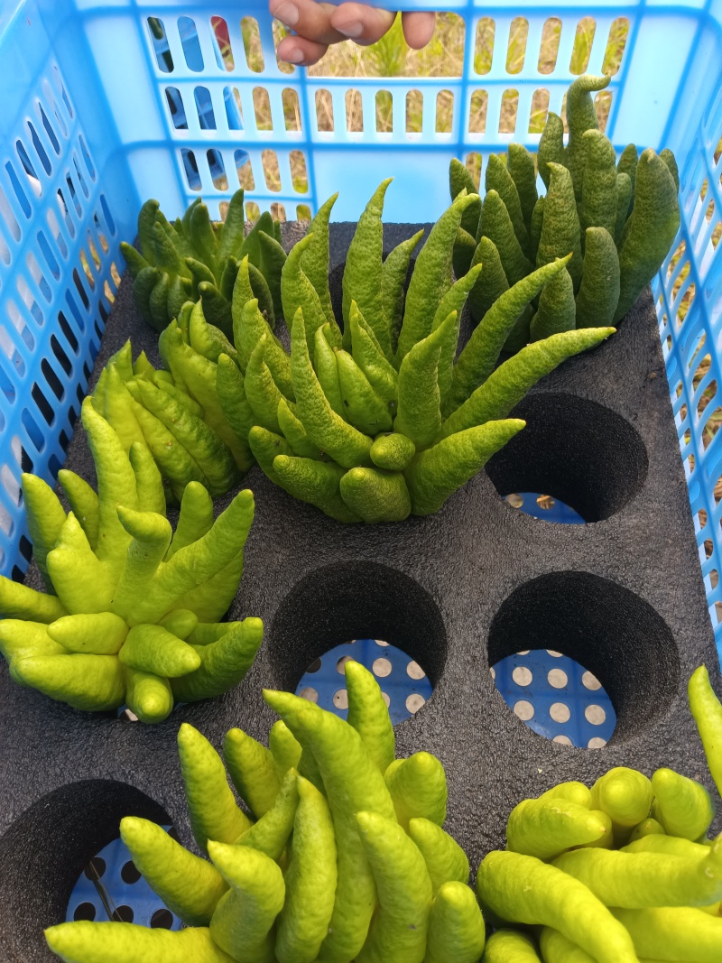 佛手