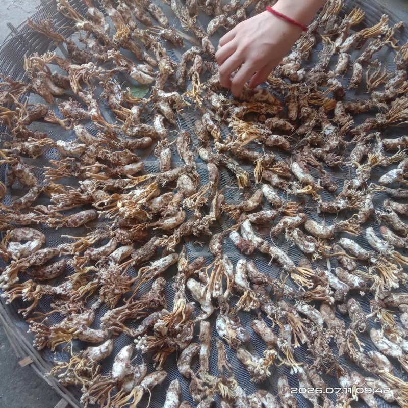 野生蝉花，色白带花饱满欢迎购买