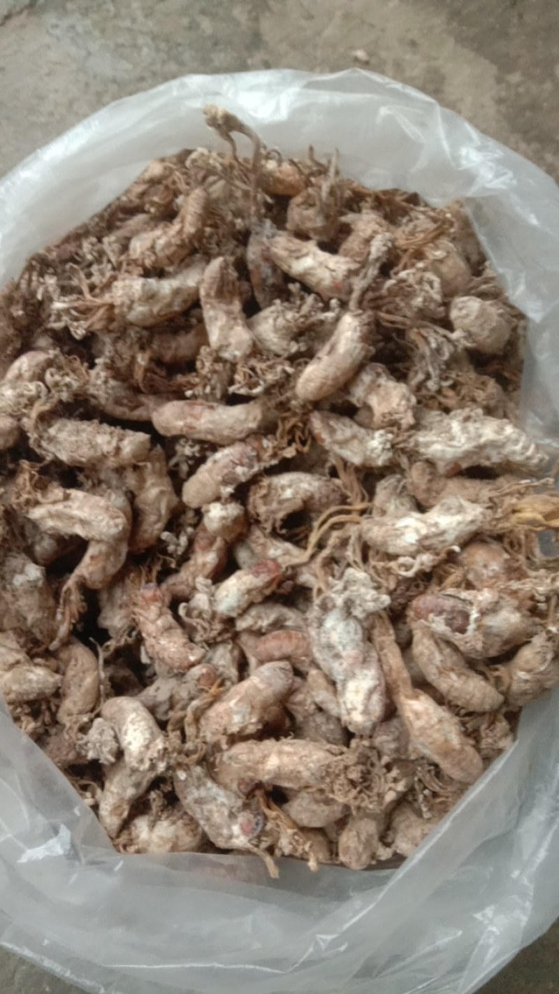 野生蝉花，色白带花饱满欢迎购买