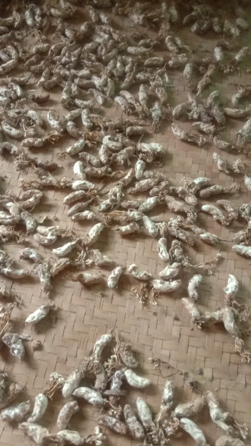 野生蝉花，色白带花饱满欢迎购买