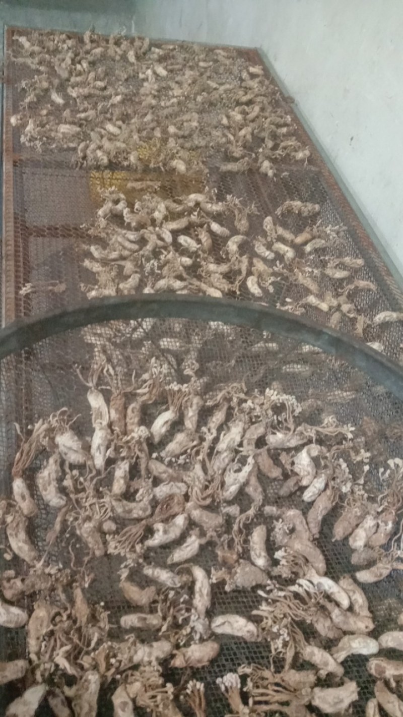 野生蝉花，色白带花饱满欢迎购买