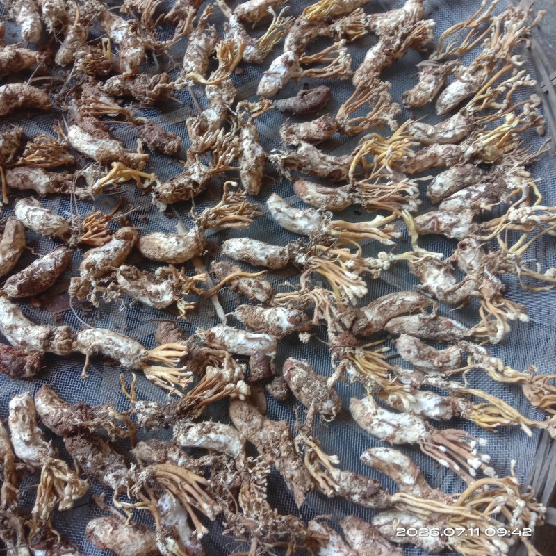 野生蝉花，色白带花饱满欢迎购买