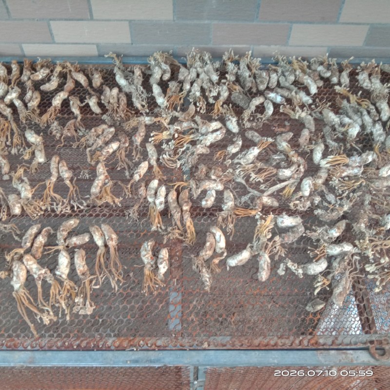 野生蝉花，色白带花饱满欢迎购买