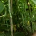 精品王中王白不老白芸豆