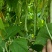 精品王中王白不老白芸豆