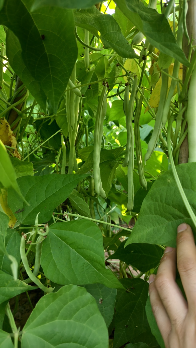 精品王中王白不老白芸豆