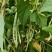 精品王中王白不老白芸豆