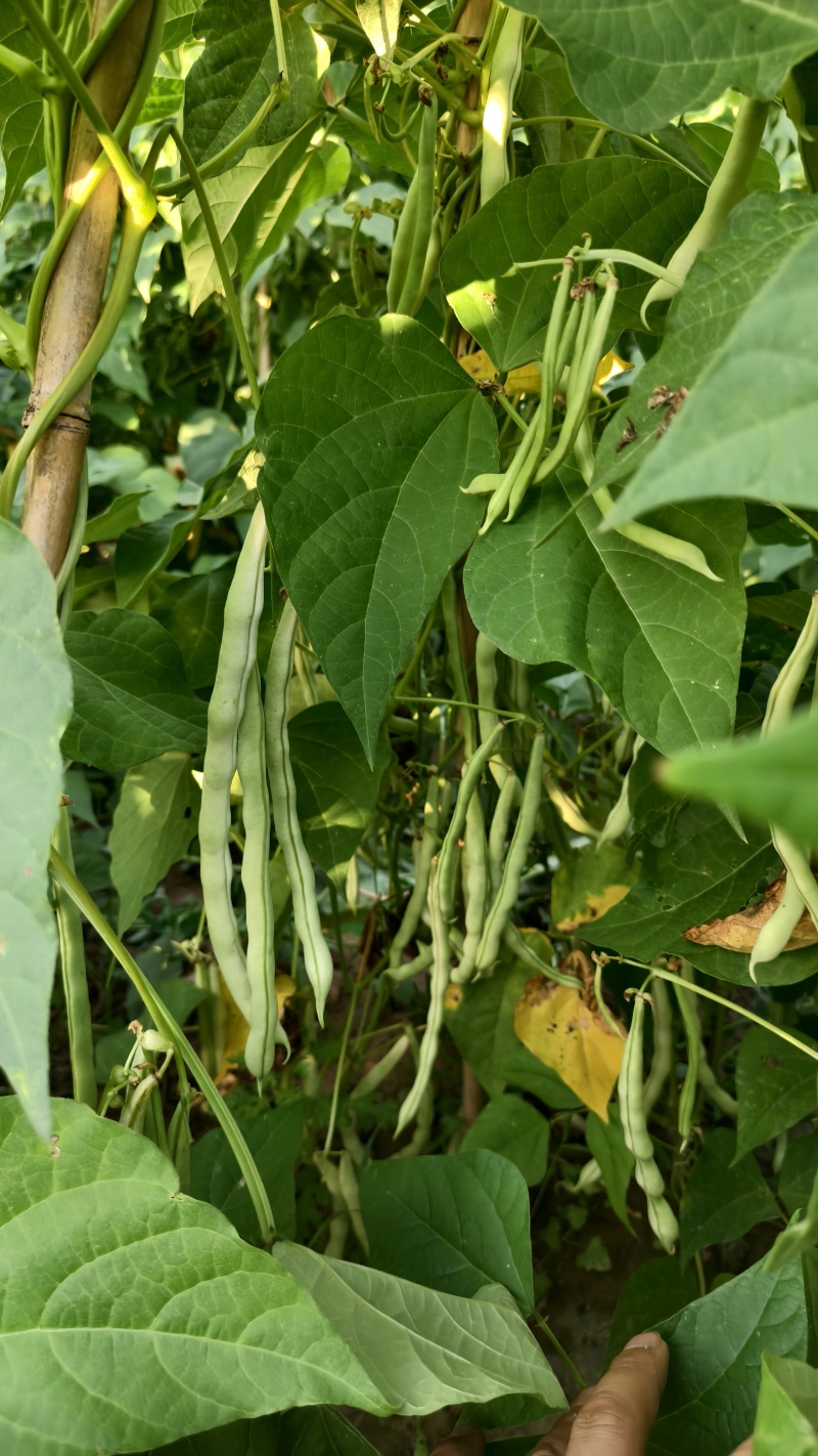 精品王中王白不老白芸豆
