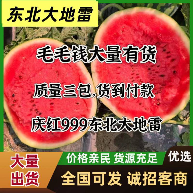 吉林地雷西瓜严重滞销3毛钱，质量好，甜度13个糖，诚信