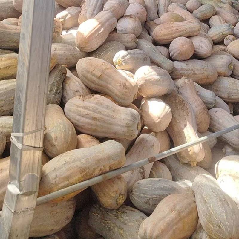 蜜本南瓜一手货源新鲜采摘产地直发货源充足